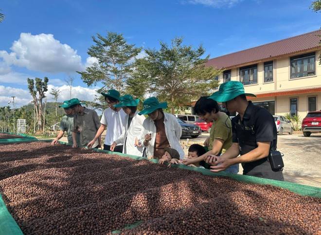 Des touristes découvrent le café à Lâm Dông. Photo: VNA.