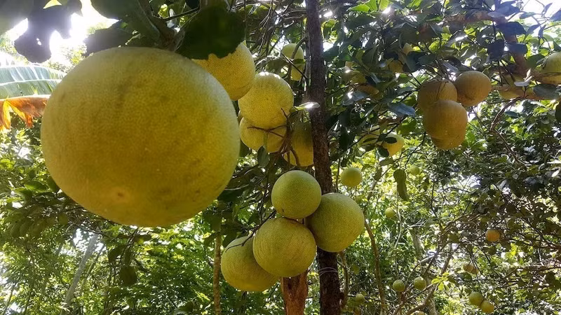 Le pamplemousse de Huê, certifié VietGAP et doté d’un système de traçabilité, gagne progressivement en valeur grâce à sa marque et à la protection de la propriété intellectuelle. Photo : Vnbusiness.