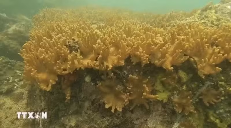 La lumière naturelle du soleil illumine un récif de corail chou-fleur vibrant dans les eaux de l’aire marine protégée de Cà Mau. Photo : VNA.