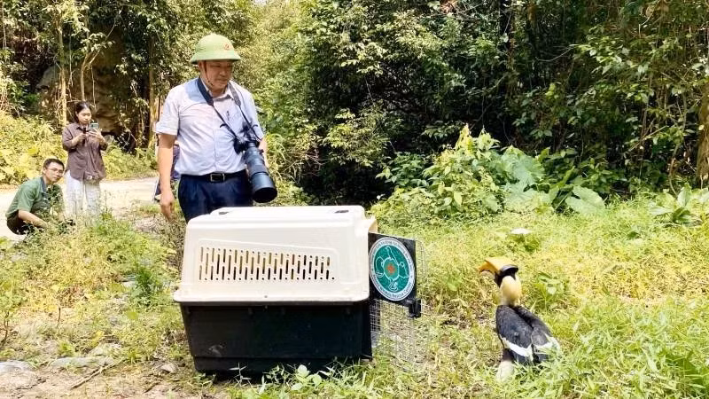 Le directeur adjoint du conseil de gestion du Parc national Phong Nha-Ke Bang, Dinh Huy Tri, supervise la remise en liberté d’un calao dans son milieu naturel. Photo : NDEL.