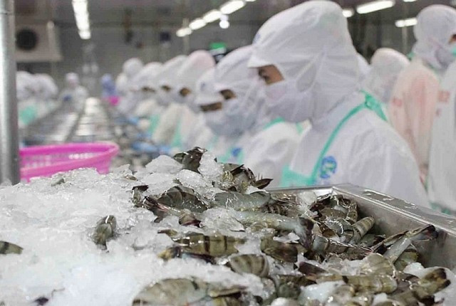 Les exportations vietnamiennes de crevettes vers les États-Unis ont maintenu leur croissance au premier semestre 2025. Photo : kinhtedothi.