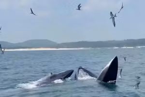 Deux grandes baleines ont été aperçues en train de chasser au large de Dak Lak, attirant l'attention des pêcheurs locaux et des touristes. Photo : Thanh Quang.