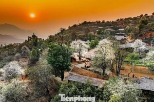 Nam Nghep au cœur de la saison des fleurs de son tra