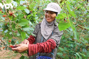 [Photo] Hat Mon en pleine saison des mûriers
