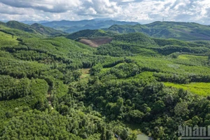 Les forêts du hameau 3, commune de Tien An, district de Tien Phuoc, province de Quang Nam (ancienne), aujourd’hui commune de Thanh Binh (Da Nang). Photo : Nhân Dân.