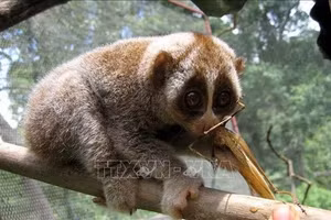 Le loris pygmée. Photo: VNA.