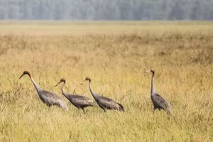 Des grues antigones observées au Parc national de Tram Chim. Photo : VNA.