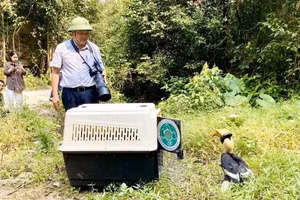 Le directeur adjoint du conseil de gestion du Parc national Phong Nha-Ke Bang, Dinh Huy Tri, supervise la remise en liberté d’un calao dans son milieu naturel. Photo : NDEL.