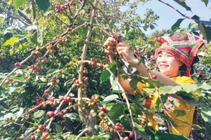 Une agricultrice de Son La récolte le café. Photo : NDEL.