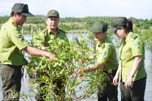 La forêt de mangroves d’O Loan tourne de nouveau ses pousses vers la mer