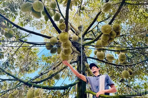 [Photos] Une récolte abondante de durians à Dong Nai