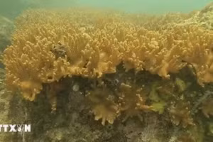 La lumière naturelle du soleil illumine un récif de corail chou-fleur vibrant dans les eaux de l’aire marine protégée de Cà Mau. Photo : VNA.