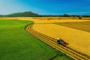 [Photo] Une rizière bicolore séduit les visiteurs à Ho Chi Minh-Ville