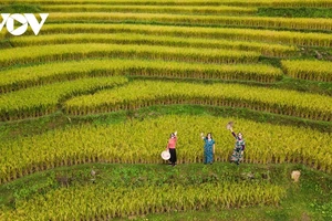 La splendeur des rizières dorées et des roseaux blancs sur la frontière de Quang Ninh