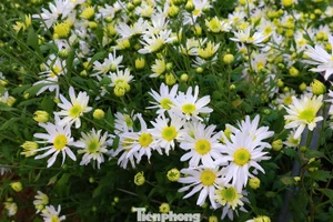 Hanoï à la saison des marguerites