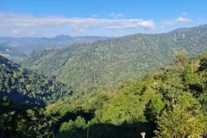 Forêts et crédits carbone : le Vietnam à l’heure des choix décisifs