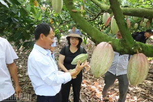 Culture régénérative du cacao : vers une croissance verte et une production à faibles émissions