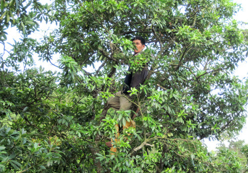 La récolte des badianes dans la province de Lang Son, au Nord du Vietnam.