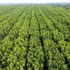 L’écosystème de mangroves de Ca Mau est diversifié et couvre une vaste superficie. Photo : VNA.