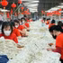 Des ouvrières au travail dans une entreprise textile et de confection. Photo d'illustration. Photo : VNA.