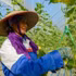 Les melons cantaloups cultivés sous serre à Dam Ha sont certifiés OCOP 4 étoiles de la province de Quang Ninh. Photo : mea.gov.vn.