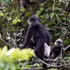 Des langurs de Delacour à Ninh Binh. Photo : Vnexpress.