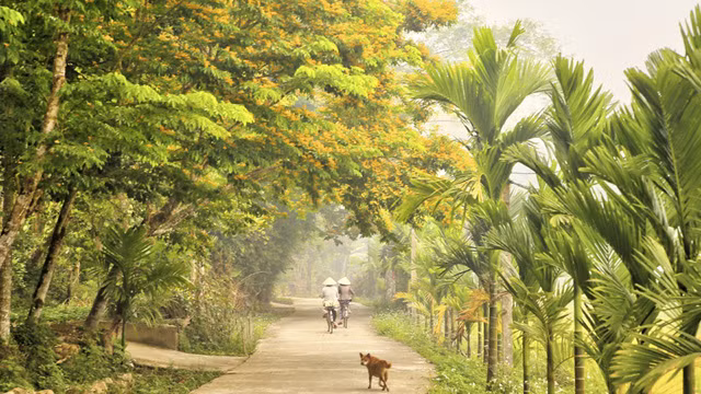 La saison des fleurs de « sua » jaunes dans le pays de Quang ảnh 5