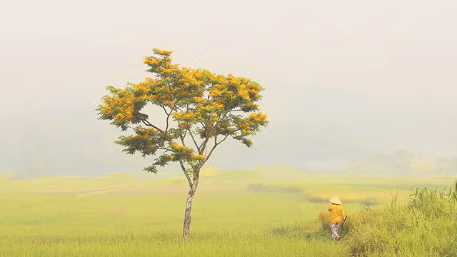 La saison des fleurs de « sua » jaunes dans le pays de Quang ảnh 1