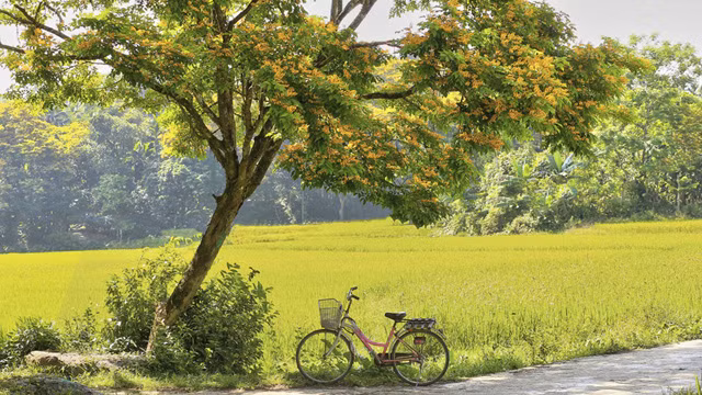 La saison des fleurs de « sua » jaunes dans le pays de Quang ảnh 3