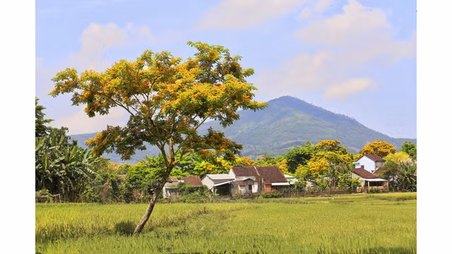 La saison des fleurs de « sua » jaunes dans le pays de Quang ảnh 8