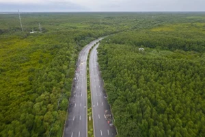 La route de Rung Sac traverse la forêt de Can Gio, septembre 2025. Photo : vnexpress.net