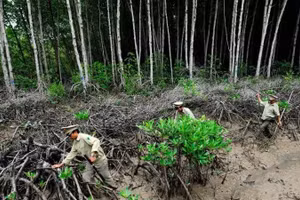 Le Décret n° 180/2026/ND-CP relatif aux services d'absorption et de stockage du carbone forestier constitue un fondement juridique essentiel pour la création et le développement du marché du carbone forestier au Vietnam.