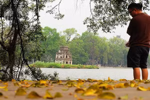 Chaque année, vers le mois d’avril, les rangées de sấu commencent à perdre leurs feuilles, qui recouvrent trottoirs et chaussées. Photo : VOV.