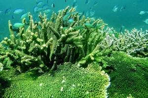 La gestion de la conservation des écosystèmes forestiers et marins du Parc national de Con Dao est transparente depuis de nombreuses années. Photo : Parc national de Con Dao.