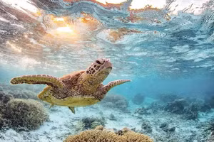 Le programme de protection des populations de tortues menacées du Vietnam et de leurs habitats est développé de manière durable, contribuant à la préservation de la biodiversité du pays. Photo : nhandan.vn