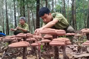 Modèle expérimental de culture de ganoderma sous couvert forestier au sein du Comité de gestion des forêts de protection de Xuan Loc. Photo : nhandan.vn