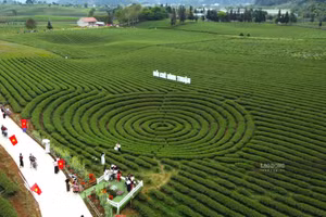 Les collines de thé de la commune de Binh Thuan, au pied du col de Pha Din, attirent les visiteurs en quête d'expériences authentiques. Photo : laodong.vn