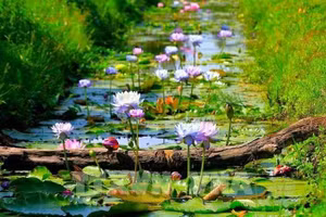 À l’intérieur d’un verger de durians d’environ 1 hectare, la propriétaire a intégré la culture de nénuphars thaïlandais et australiens. Photo : VNA