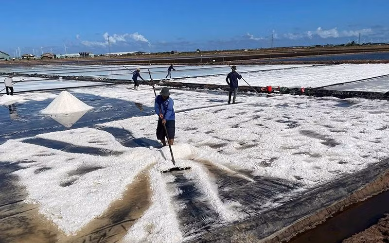 Les sauniers de Bac Liêu en pleine récolte du sel. Photo : Thanh Cuong