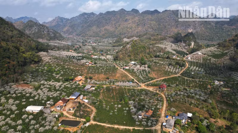 Les flancs de montagnes et les vallées de Son La se parent d’un manteau blanc éclatant, formé par des milliers de pruniers en fleurs.