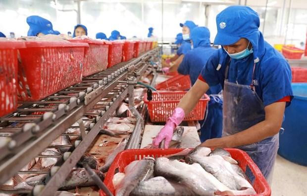 Transformation de pangasius. Photo: VNA