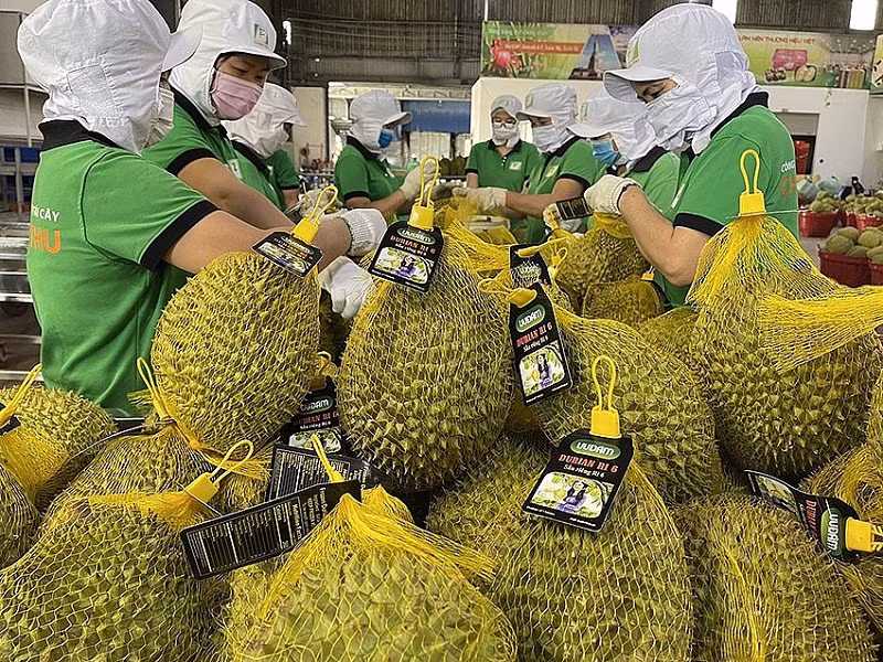 Le durian a officiellement dépassé le fruit du dragon pour devenir le premier fruit d’exportation. Photo : congthuong.com.vn