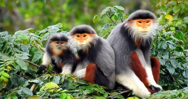 Photo : journal TN&MT.