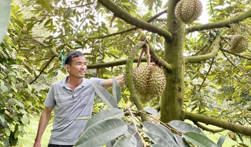Le durian de Dak Lak est exporté officiellement et promet de générer d’importantes devises étrangères pour la province. Photo : VOV. 