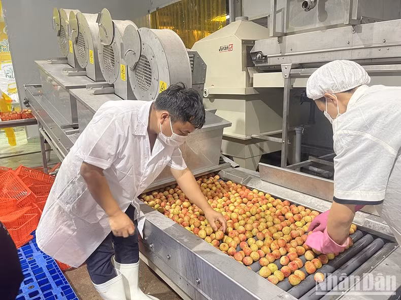 L'emballage des litchis exportés. Photo : VNA.