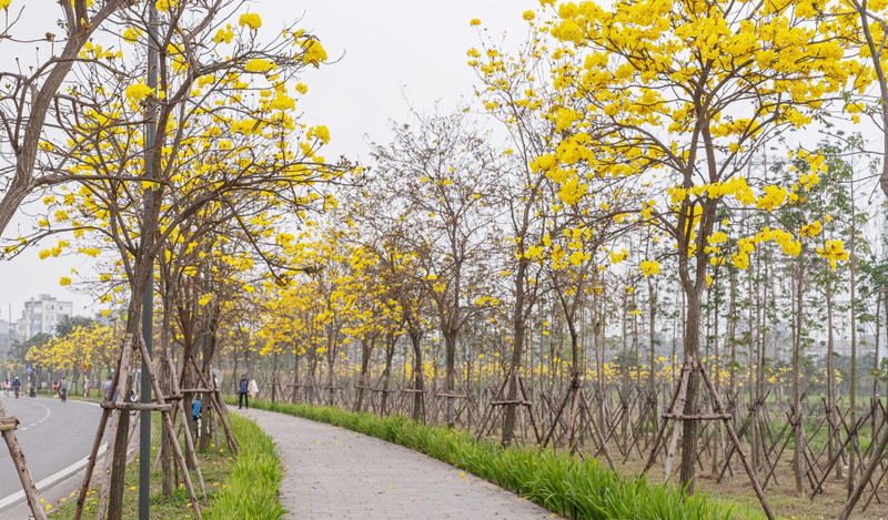 L’avenue des Tabebuias éclatants dans la zone urbaine Park City, à Hà Dông. Photo : VnExpress
