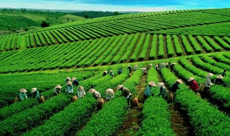 Après quatre années consécutives de déclin de la part de marché à Taïwan (Chine), le thé vietnamien tire son épingle du jeu.