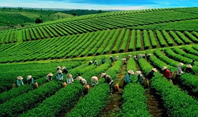 Après quatre années consécutives de déclin de la part de marché à Taïwan (Chine), le thé vietnamien tire son épingle du jeu.