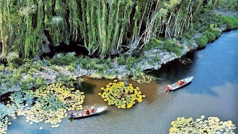 Des touristes visitent la forêt de cajeputiers à Dong Thap Muoi, à Long An. Photo : nhandan.vn 