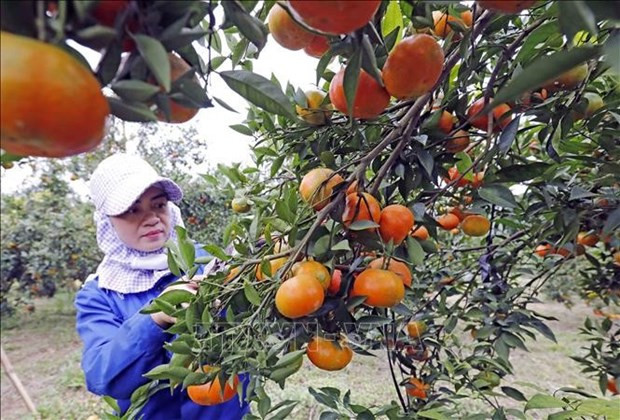 Une agricultrice à Cao Phong, dans le district de Cao Phong, province de Hoa Binh, cultive son jardin. Photo : VNA.